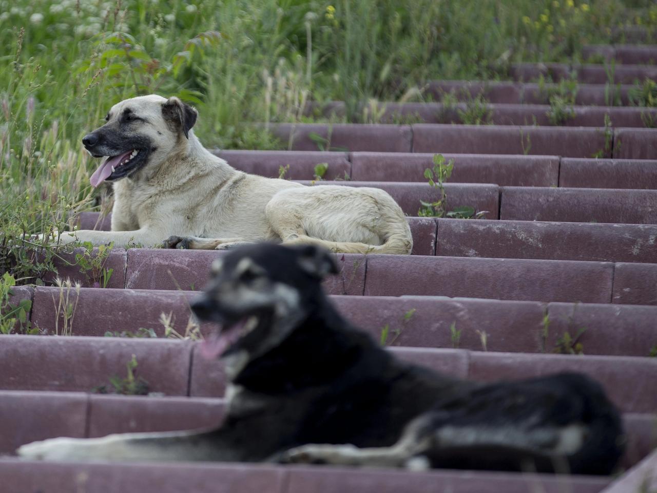 81 ilde sokak köpeği denetimi başlıyor