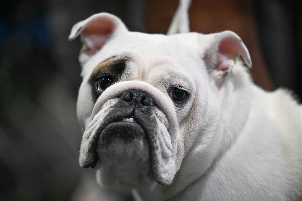 Dünyanın en büyük köpek gösterisi Crufts Birmingham'da devam ediyor