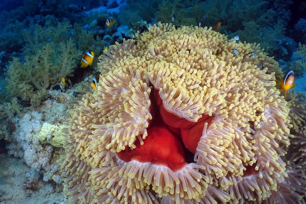 Kızıldeniz'in altındaki harikalar diyarı