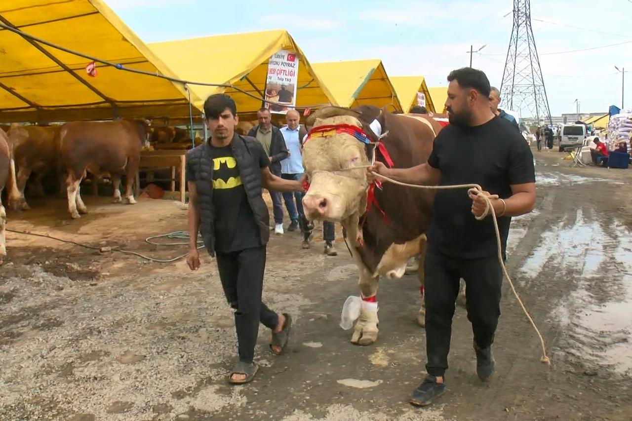 1,5 tonluk boğayı Cumhurbaşkanı'na hediye etmek istiyor