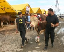 'Şampiyon' lakaplı boğayı Cumhurbaşkanı'na hediye etmek istiyor