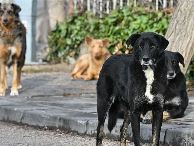 Valilikten belediyelere köpek toplama talimatı!