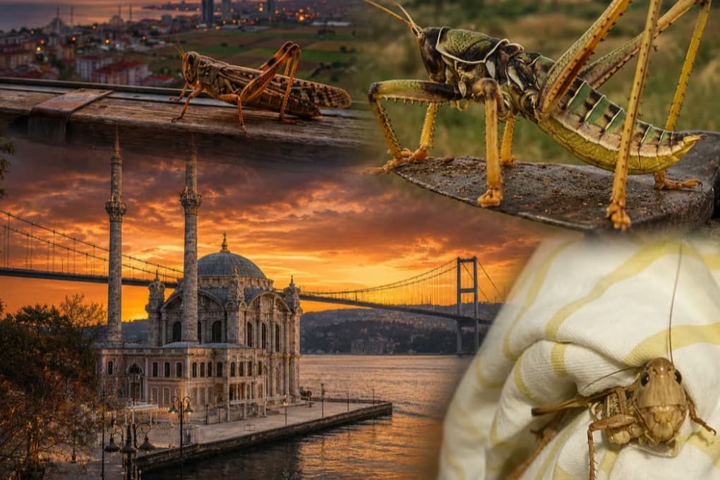 Yetkili isimden dev çekirge açıklaması!