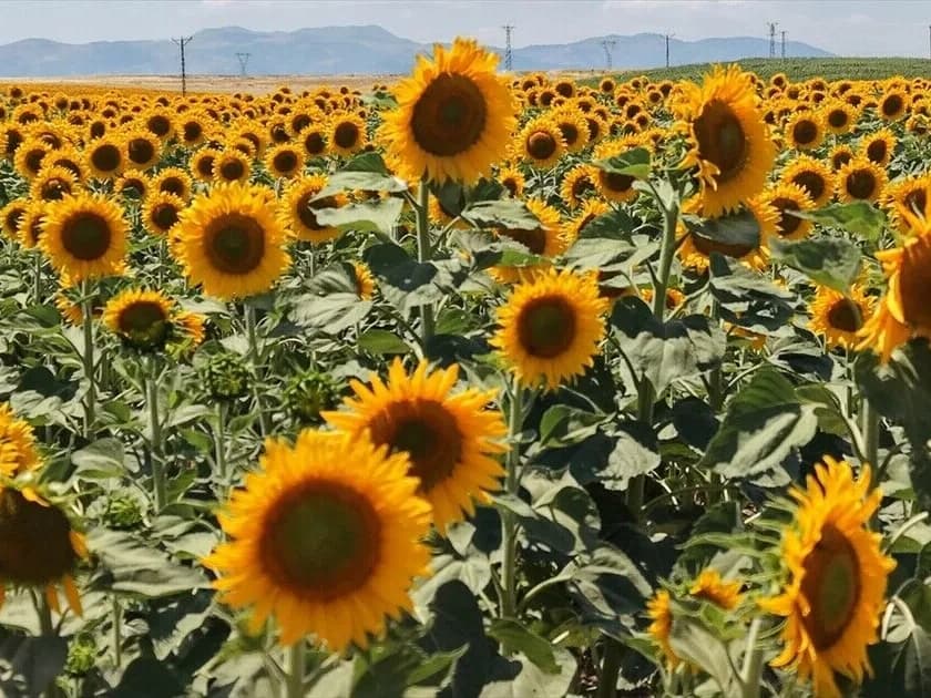 KARADENİZBİRLİK ayçiçeği alımlarına başladı