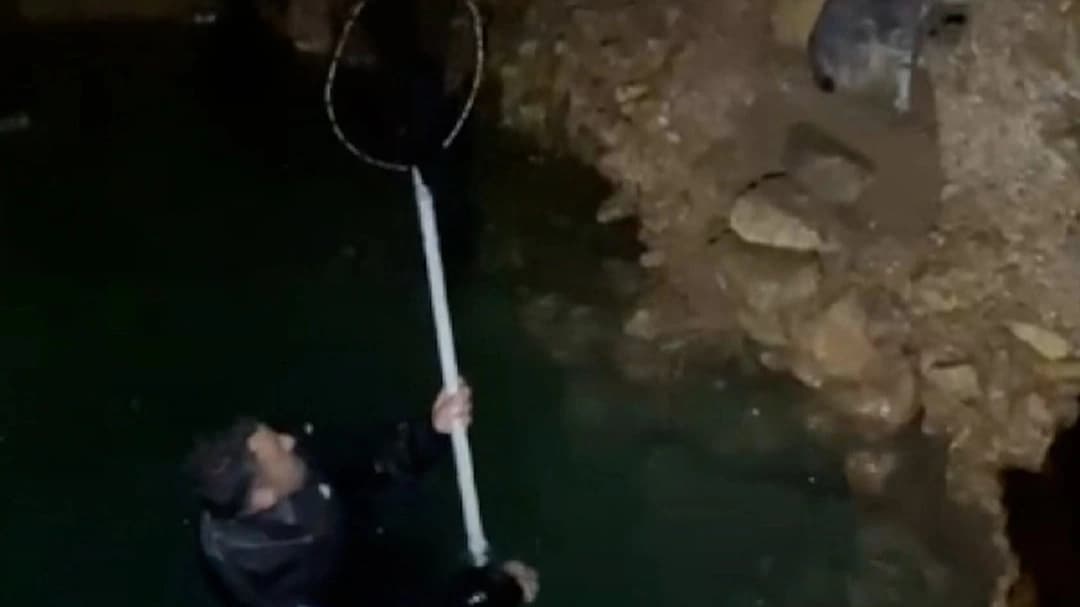 Sarnıca düşen yavru kedinin yardımına ekipler yetişti