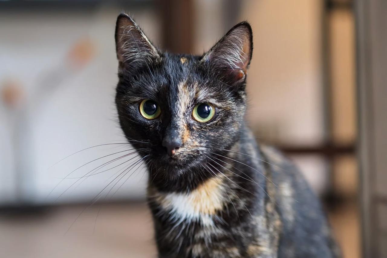 kaybolan kedi 10 yıl sonra geri döndü