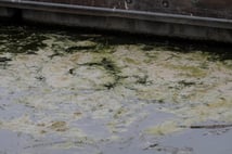 Long Adaları sularında “et yiyen bakteri” alarmı