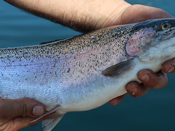 Denizi olmayan Kayseri'den, dünya sofralarına Somon