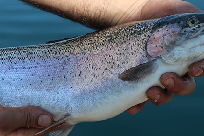 Denizi olmayan Kayseri'den, dünya sofralarına Somon