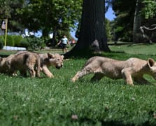 Cumhurbaşkanı Erdoğan'ın yeni aslanları