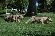 Cumhurbaşkanı Erdoğan'ın yeni aslanları