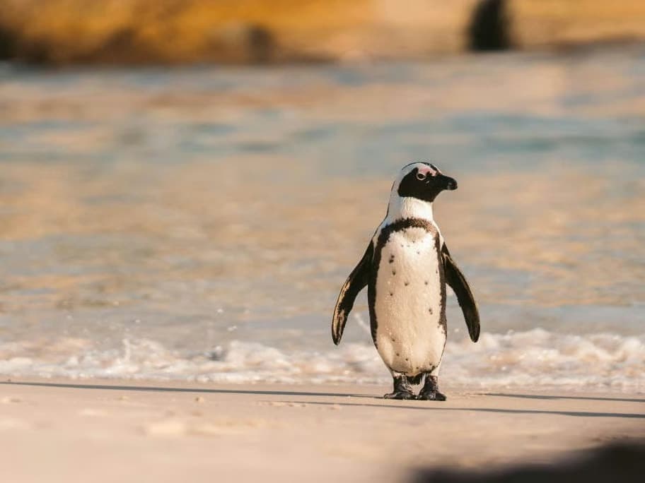 Afrika penguenlerinde kitlesel ölüm