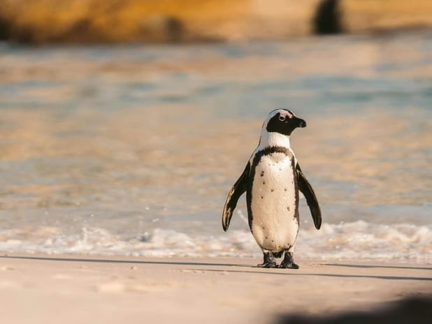 Güney Afrika açıklarında 62 bin penguen açlıktan öldü