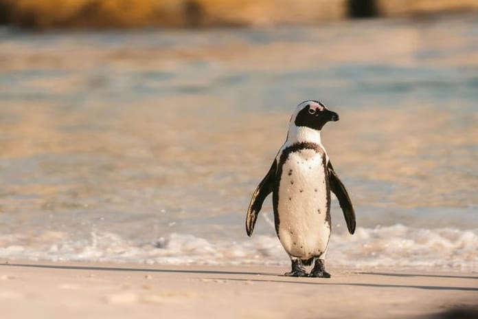 Güney Afrika açıklarında 62 bin penguen açlıktan öldü