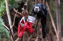 London Zoo’da maymunlara Noel sürprizi