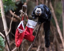 London Zoo’da maymunlara Noel sürprizi