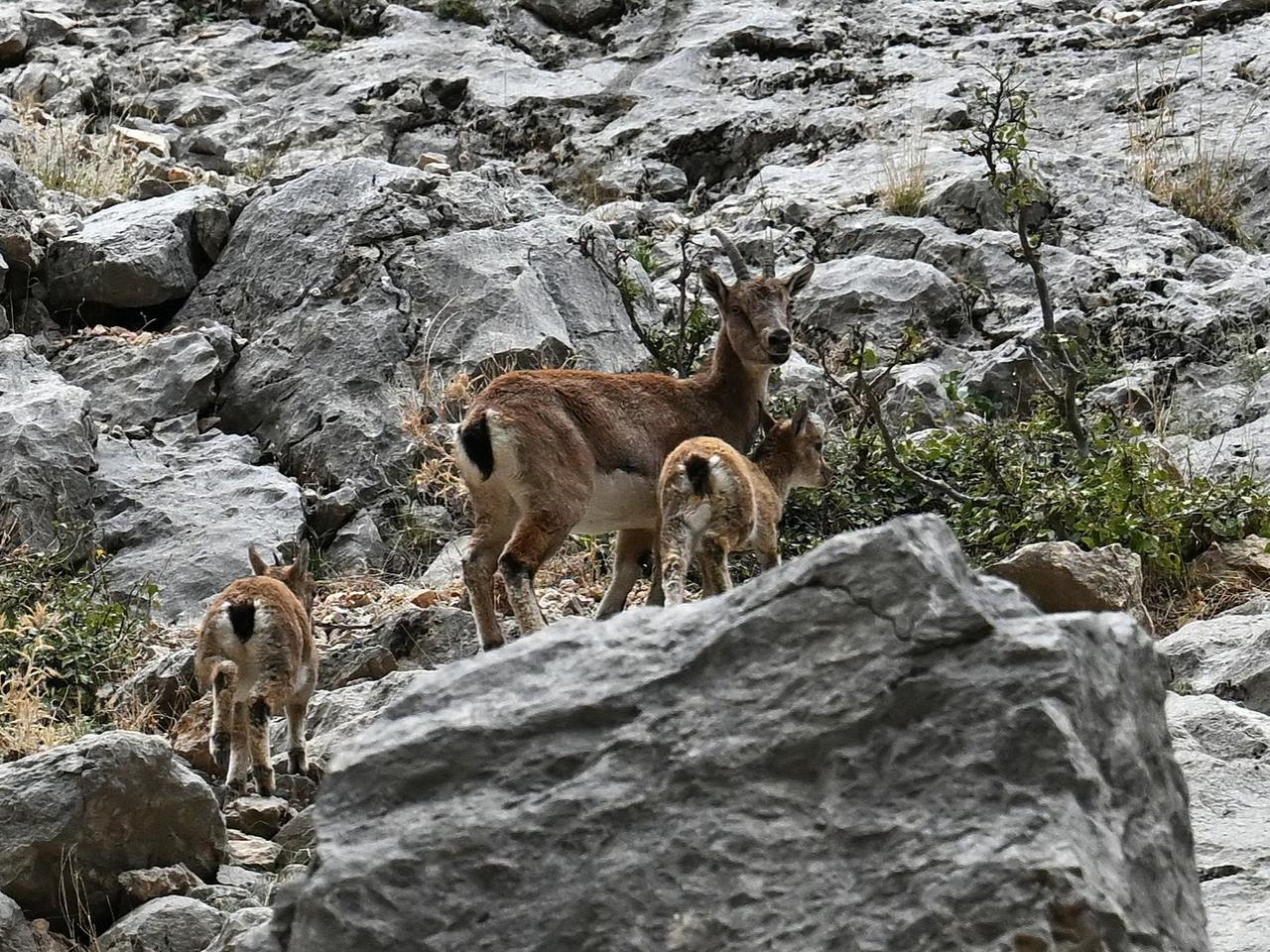 Karanlık Kanyon’da anne ve yavru dağ keçisi görüldü