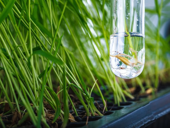 Ay'a özel süper pirinç