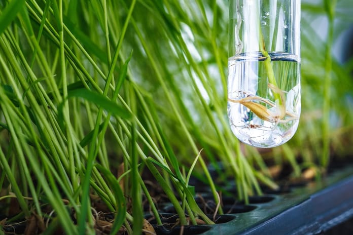 Ay'a özel süper pirinç