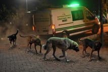 Van'da başıboş köpek dehşeti: 5 yaşındaki çocuk hayatını kaybetti