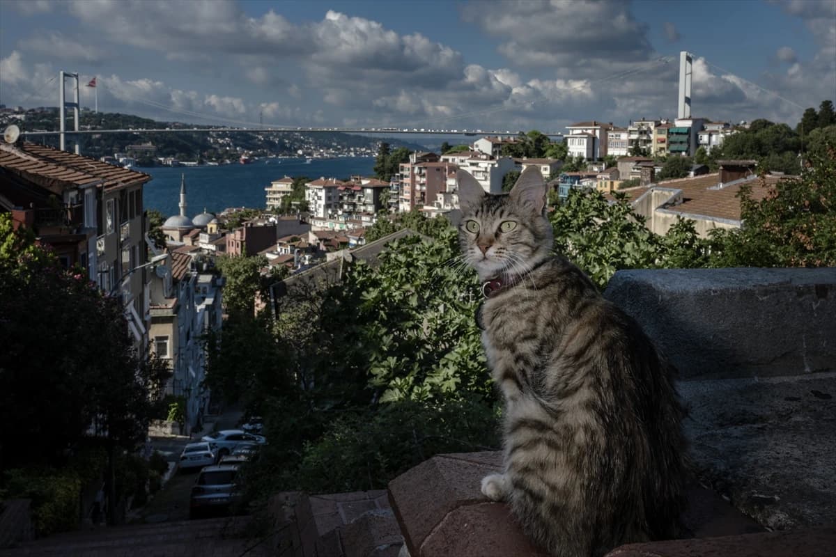 Megakentin ayrılmaz parçası: İstanbul kedileri