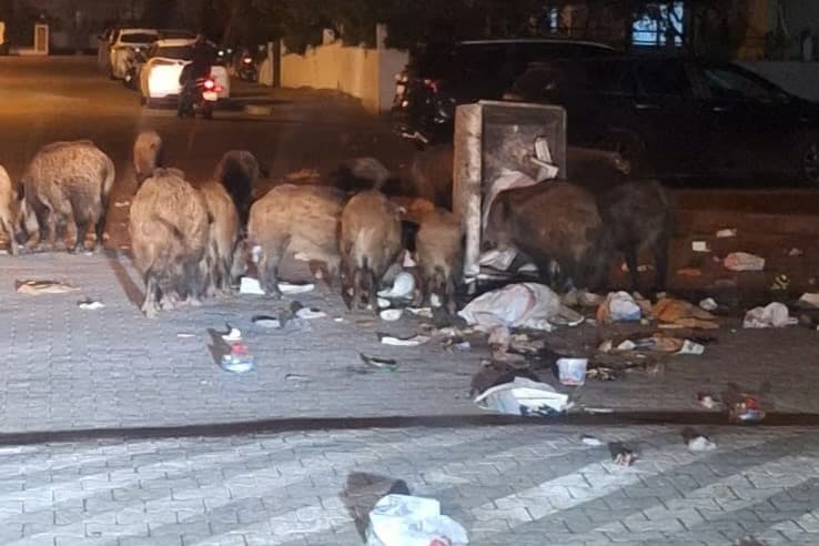 Marmaris'te çöpler toplanmayınca domuzlar sokaklara indi
