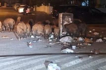 CHP'li Marmaris Belediyesi'nde çöpler toplanmayınca domuzlar sokaklara indi