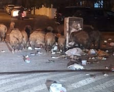 CHP'li Marmaris Belediyesi'nde çöpler toplanmayınca domuzlar sokaklara indi