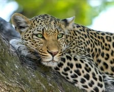 7 binden az kaldı: Çita türünü korumak için sperm bankası kuruldu