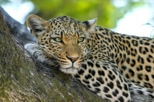 7 binden az kaldı: Çita türünü korumak için sperm bankası kuruldu