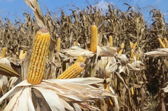 Ticaret Bakanlığından mısır ithalatı hamlesi