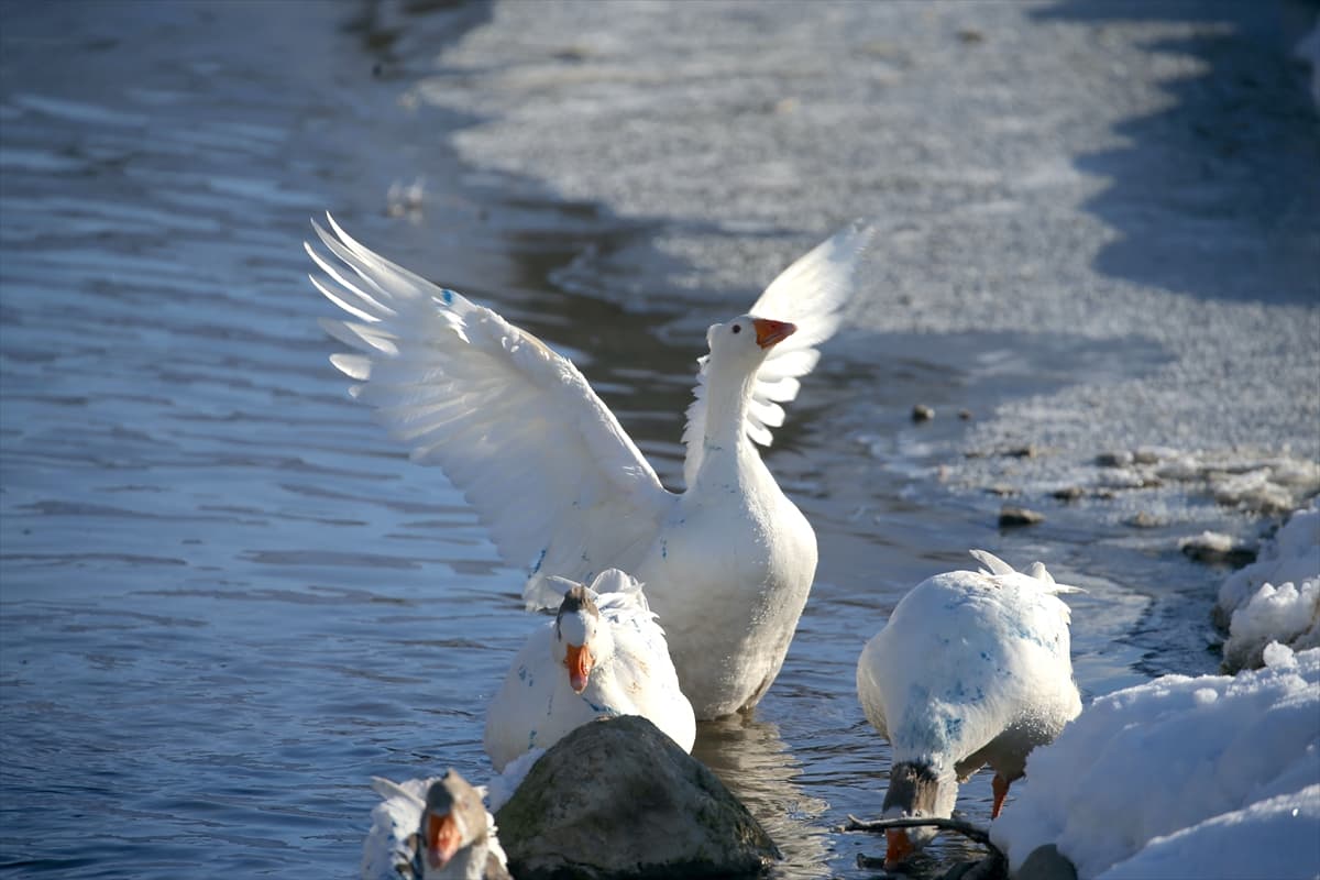 Kars’ta soğuk hava: Kazlar serin sularda yüzdü 