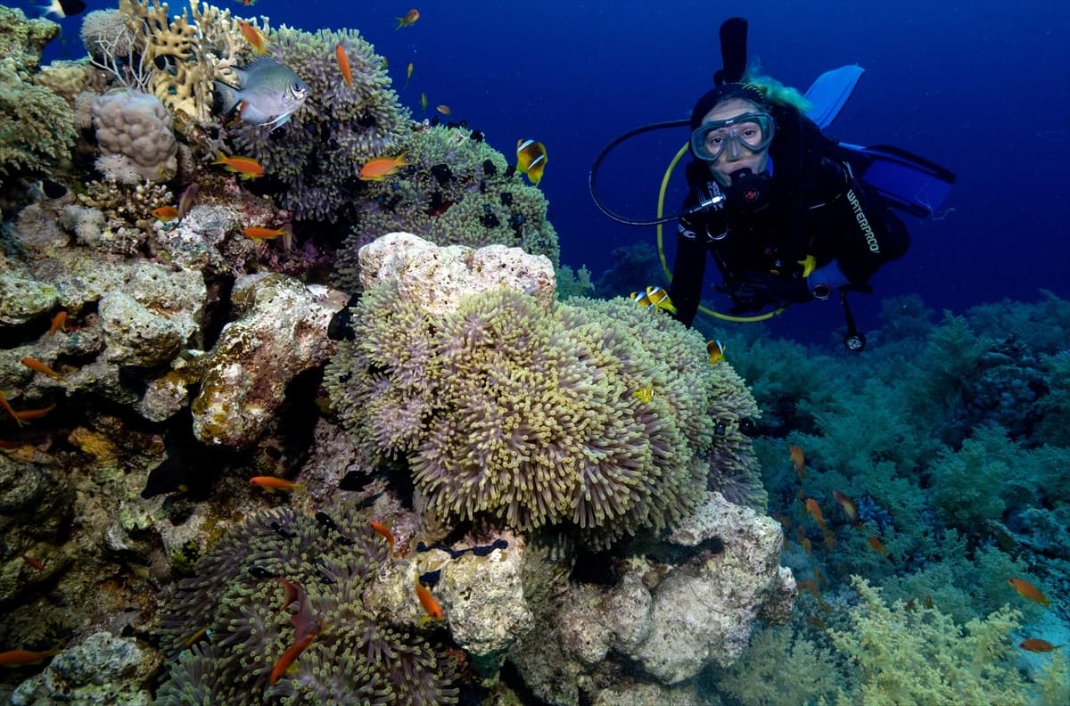 Kızıldeniz'in altındaki harikalar diyarı
