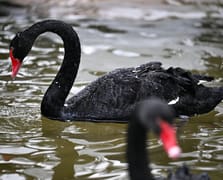 Ankara’nın sembolü Kuğulu Park’ta kış manzarası