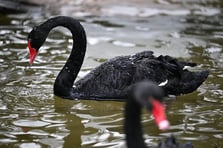 Ankara’nın sembolü Kuğulu Park’ta kış manzarası