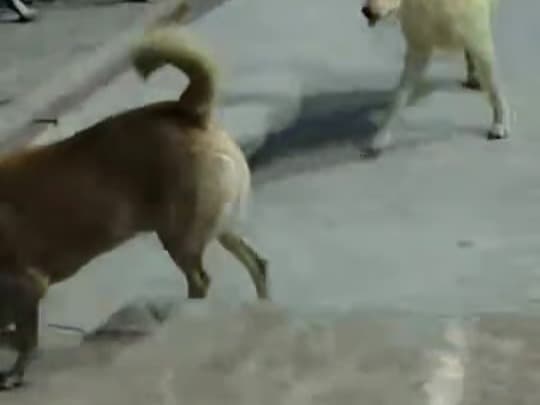 Sokak köpeklerinin saldırdığı kedi telef oldu