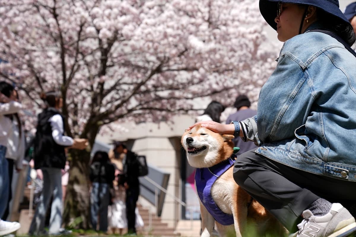 Toronto'da Japon esintisi | Dört bir yanı sardılar...