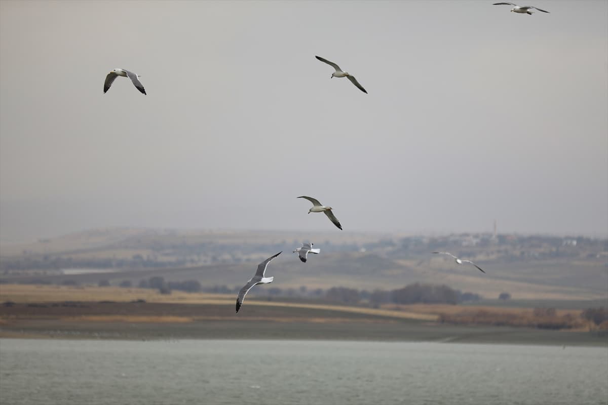 Elazığ'daki Cip Baraj Gölü farklı türde binlerce göçmen kuşu ağırlıyor