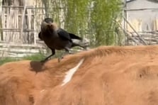 Kargalar inekten kopardıkları tüylerle yuva yaptı