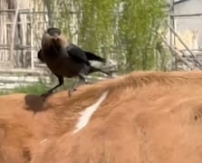 Kargalar inekten kopardıkları tüylerle yuva yaptı