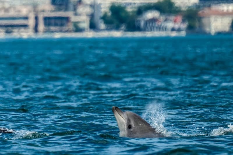 İstanbul Boğazı’nda yunus takibi! Sırt yüzgeçlerinden kimlikleri belirleniyor