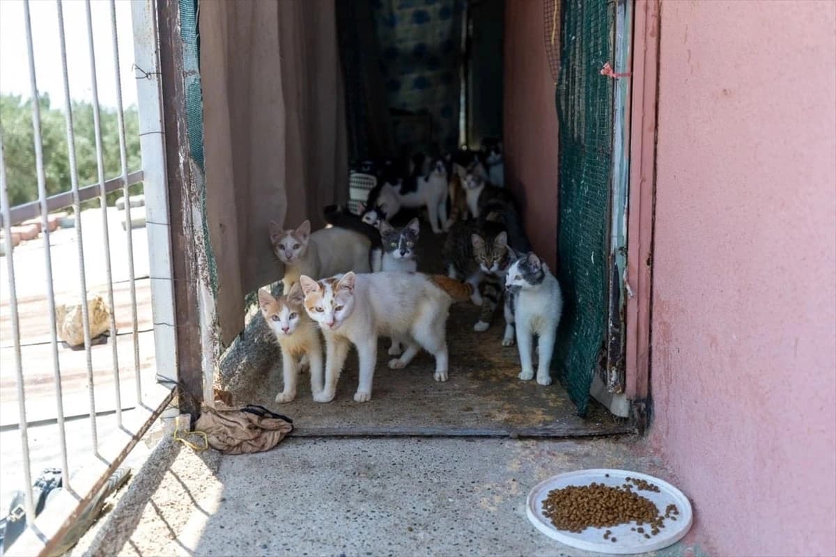 Mersin'de kötü koku yayılan evden 100 kedi çıktı