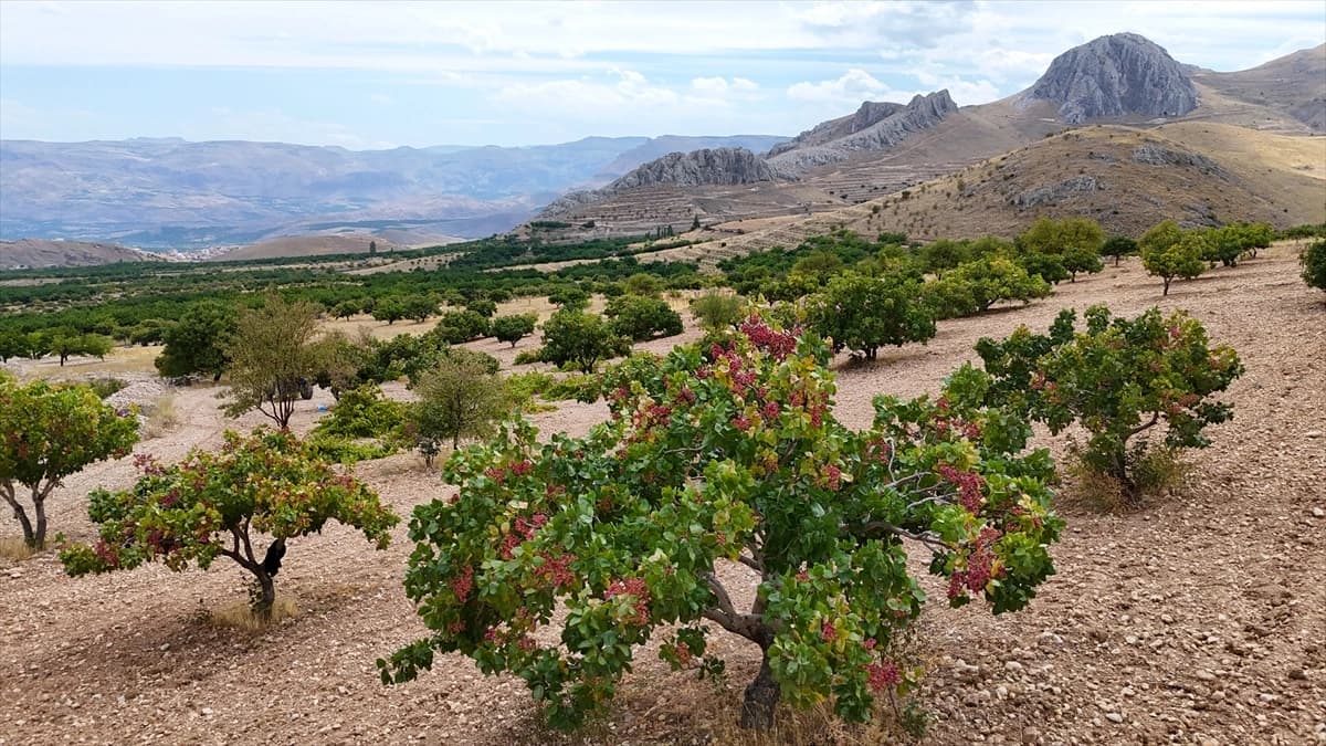 Malatya'da fıstık hasadı heyecanı