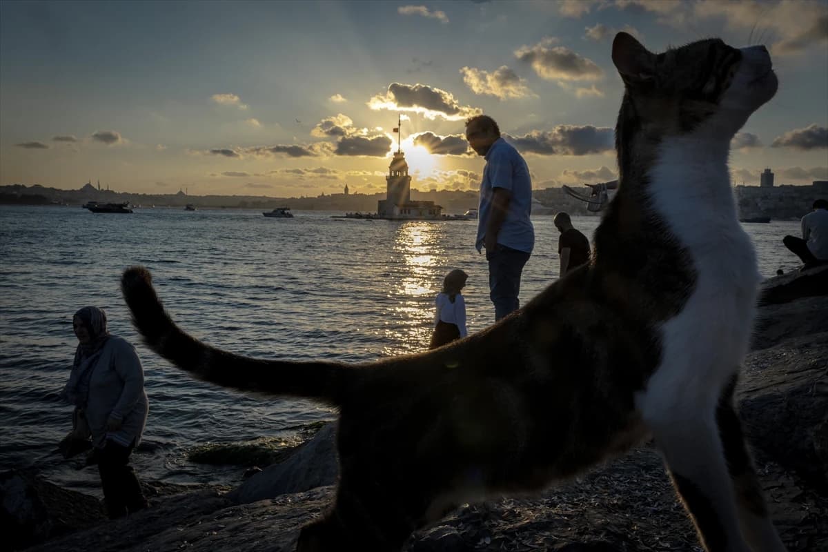 Megakentin ayrılmaz parçası: İstanbul kedileri