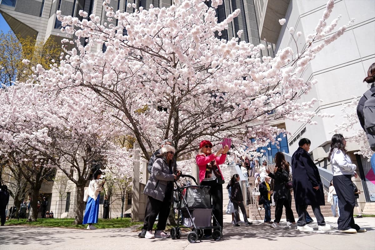 Toronto'da Japon esintisi | Dört bir yanı sardılar...