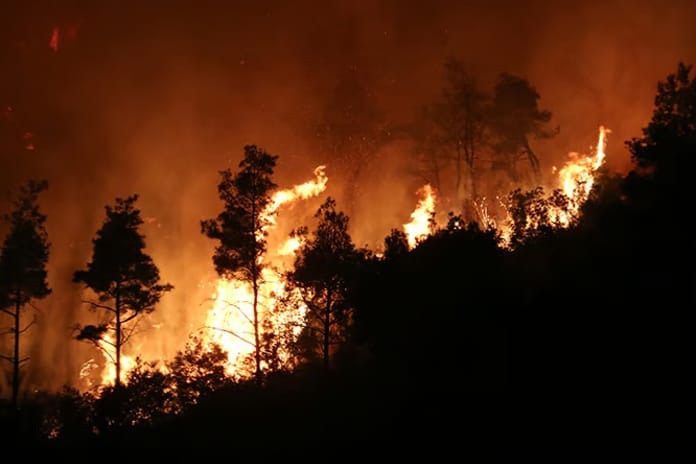 Lazkiye'de orman yangınları başladı