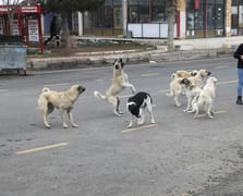 8 köpeğin saldırısına uğrayan anne isyan etti