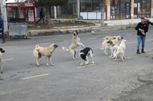 8 köpeğin saldırısına uğrayan anne isyan etti