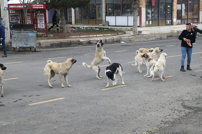 8 köpeğin saldırısına uğrayan anne isyan etti