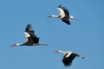 Mersin’de bahar, leylek ve pelikanlarla geldi